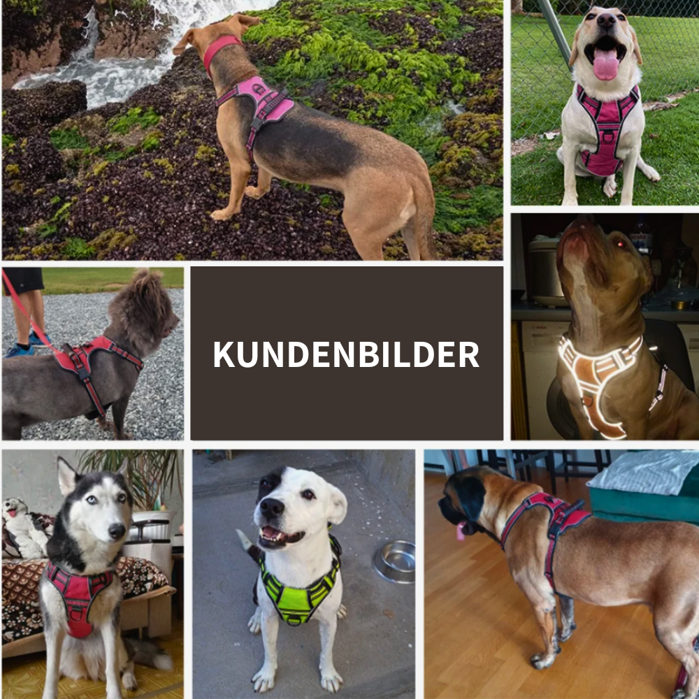 Robustes Hundegeschirr mit Haltegriff - perfekte Kontrolle für unterwegs